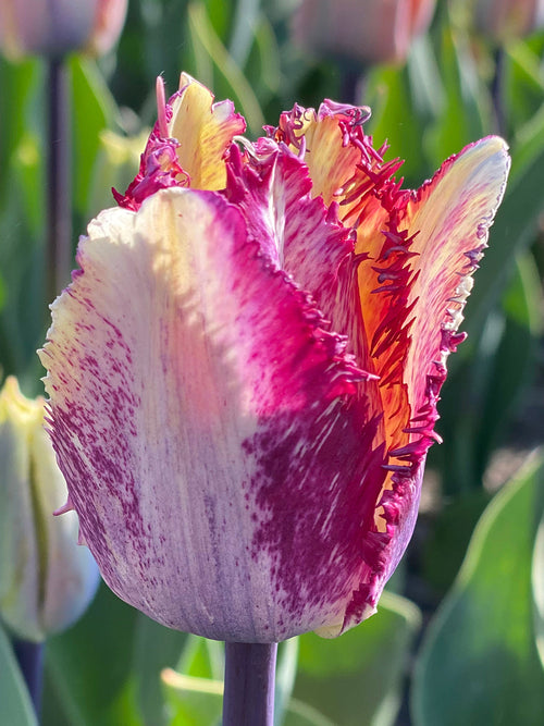 Tulip Colour Fusion Bulbs - DutchGrown