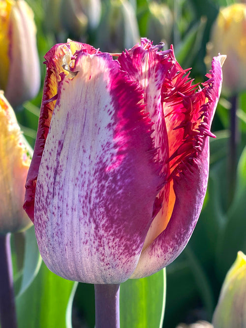 Tulip Colour Fusion - EU Shipping Autumn Delivery