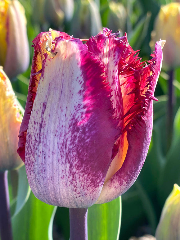 Tulip Colour Fusion - EU Shipping Autumn Delivery