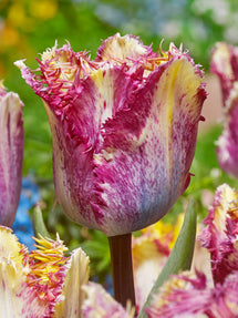 Tulip Colour Fusion