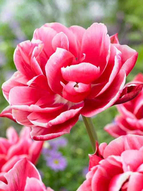Tulipa Columbus - DutchGrown Flower Bulbs
