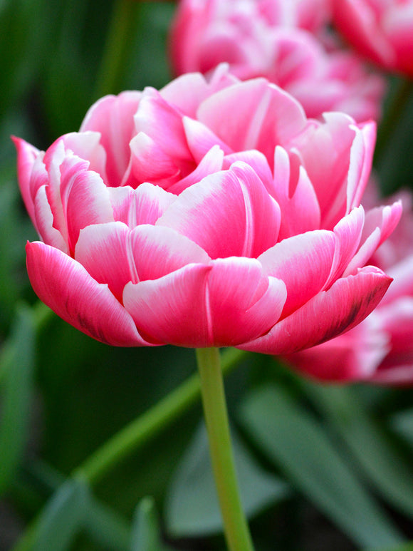 Tulip Columbus Bulbs for UK delivery
