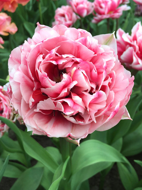 Tulip Columbus Flower Bulbs from Holland