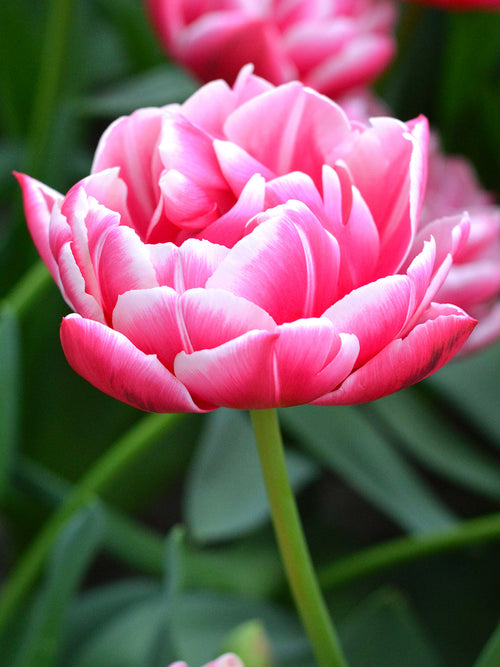 Tulipa Columbus - DutchGrown Flower Bulbs