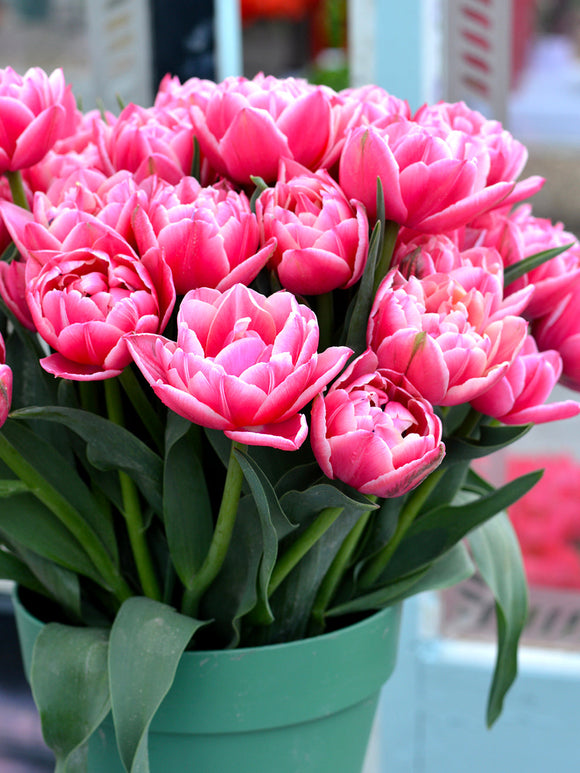 Tulip Columbus - Great as Cut Flower in Bouquet or Vase