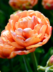 Tulip Copper Image