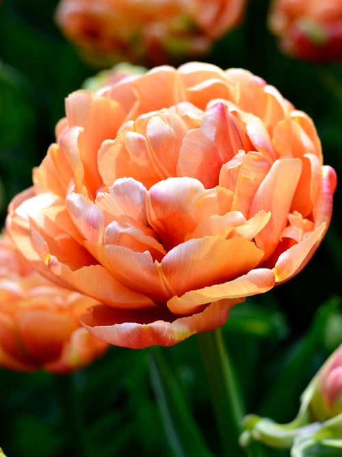 Tulip Bulbs Copper Image