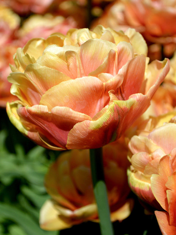 Peony Tulip Copper Image