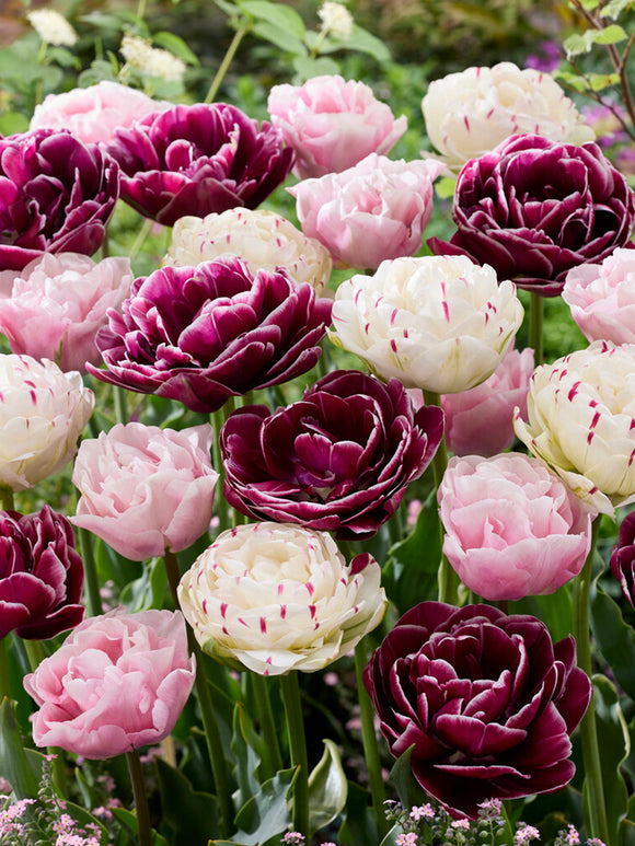 Buy Tulip Velvet Morning Collection