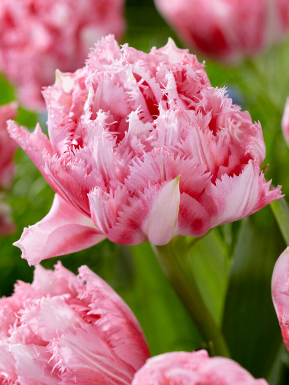Buy tulip bulbs from Holland Crispion Sweet
