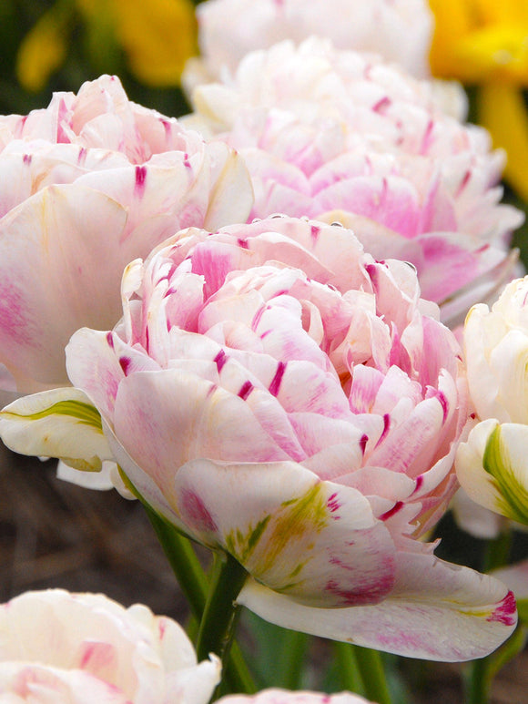 Exclusive Fall Planted Tulip Bulbs from Holland - Tulip Danceline, white, pink, red stripes