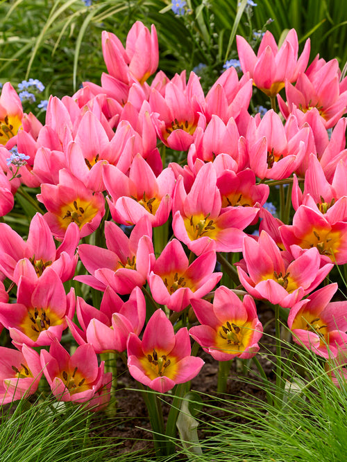 Pink Tulip ‘Daniella’ in bloom