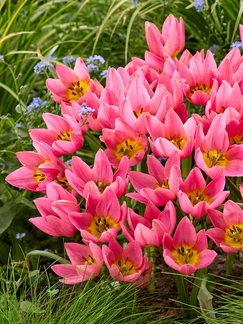 Species tulip star-shaped flower