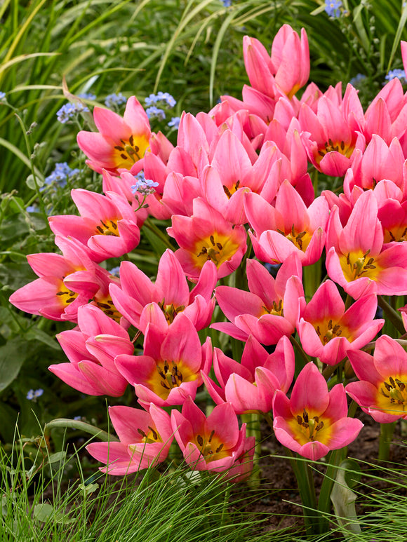 Species tulip star-shaped flower