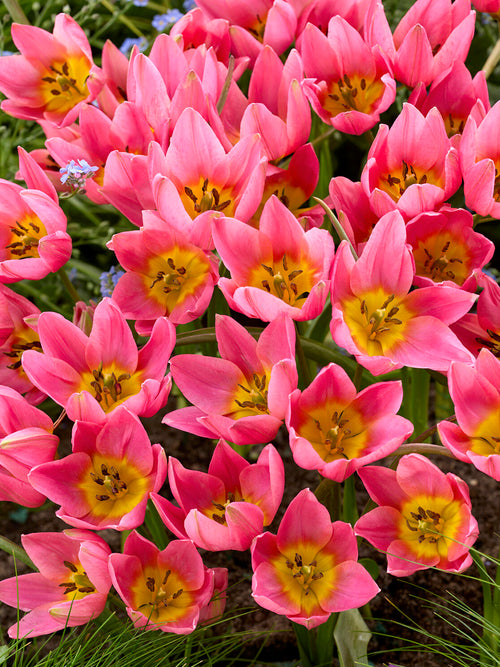 Mauve pink tulip with red markings