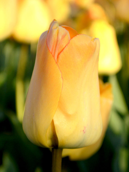 Tulip Daydream Bulbs