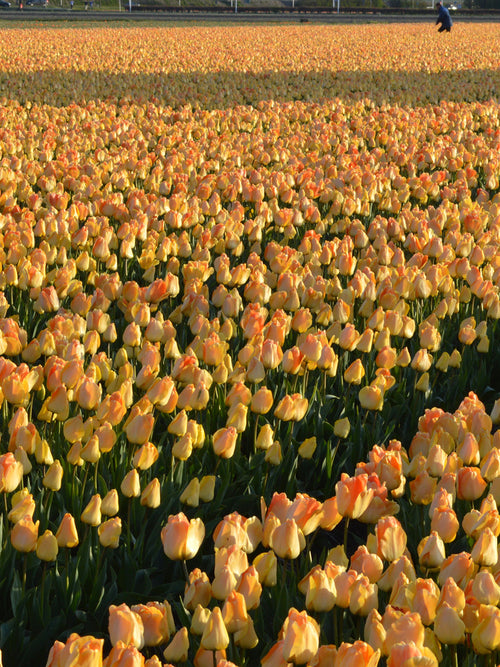 Tulip Daydream - Tulips Bulbs from Holland shipping to the UK