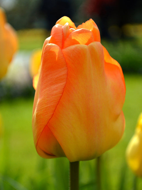 tulip daydream bulbs from Holland