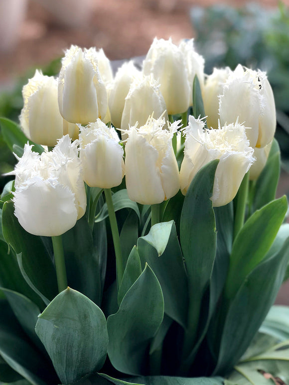 Tulip Daytona Bulbs from Holland