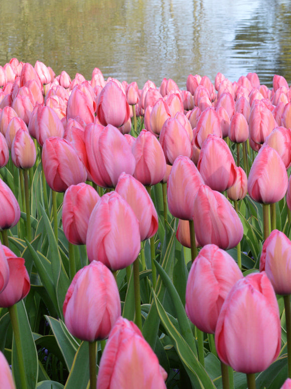 Tulip Design Impression Flower Bulbs