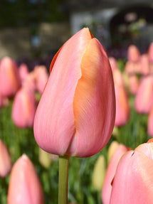 Tulip Dordogne