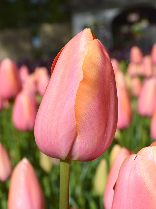 Tulip Bulbs Dordogne