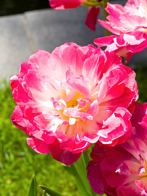 Tulip Bulbs 'Double Sugar' from Holland