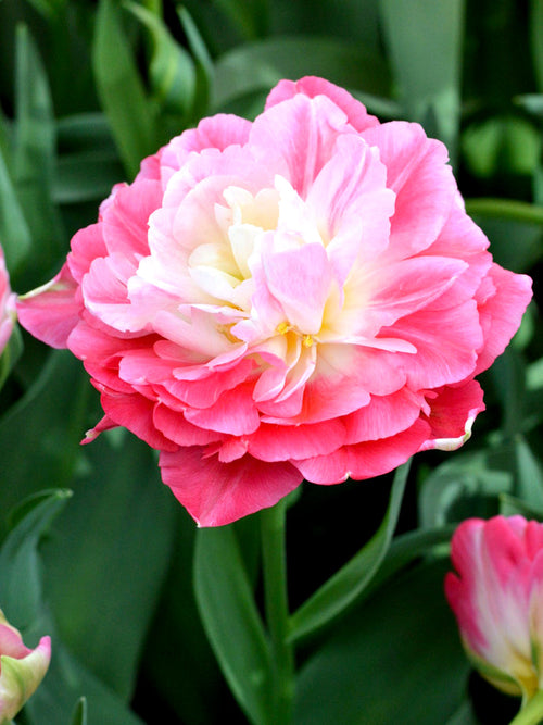 Tulip Bulbs 'Double Sugar' from Holland