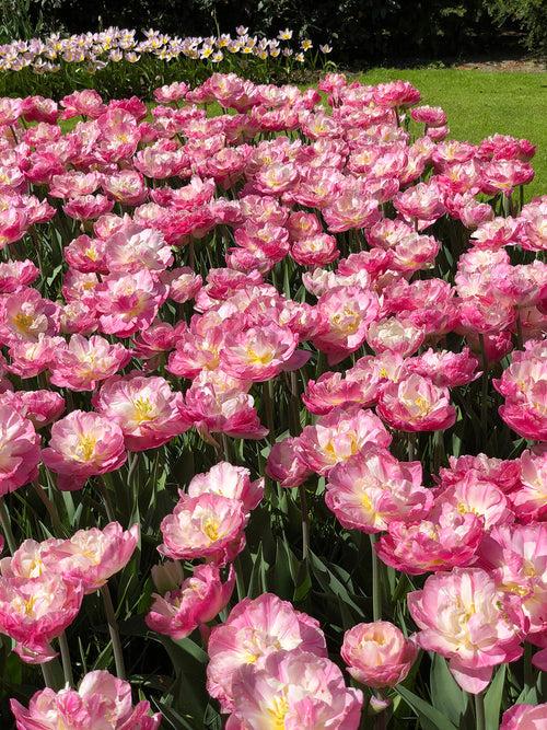 Tulip Bulbs 'Double Sugar' from Holland