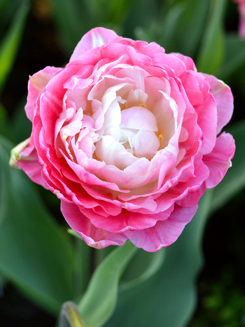 Tulip Bulbs 'Double Sugar' from Holland