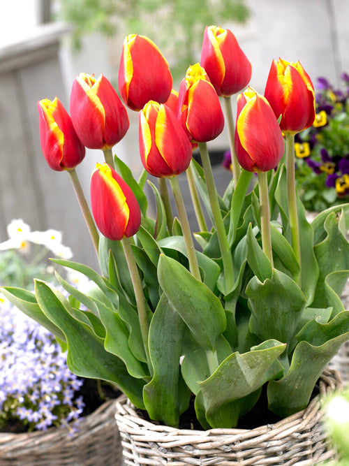 Tulip Dow Jones Bulbs from Holland