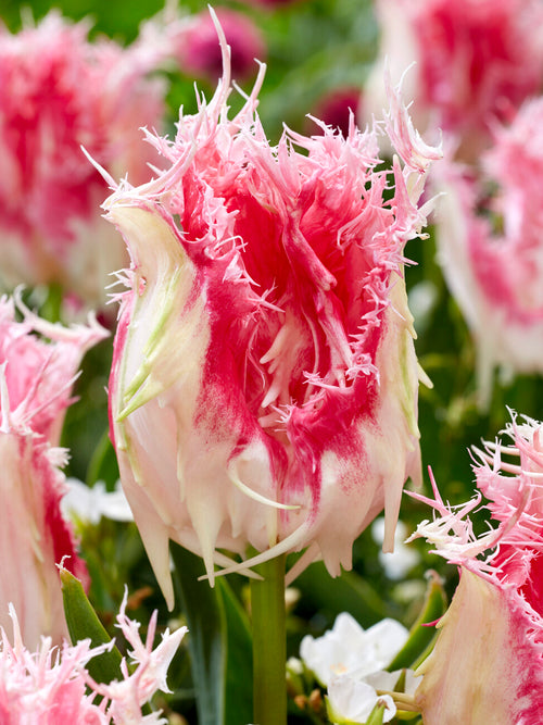 Pink and white fringed Tulip Drakensteyn close-up