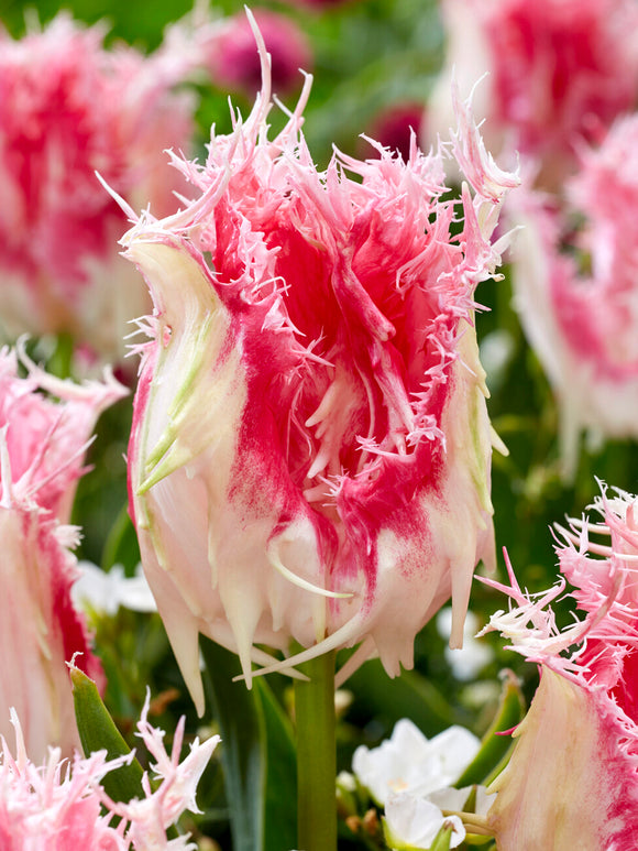 Pink and white fringed Tulip Drakensteyn close-up