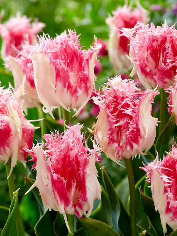 Tulip Drakensteyn spring blooming