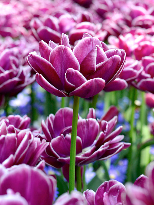 Tulip Bulbs Dream Touch from Holland