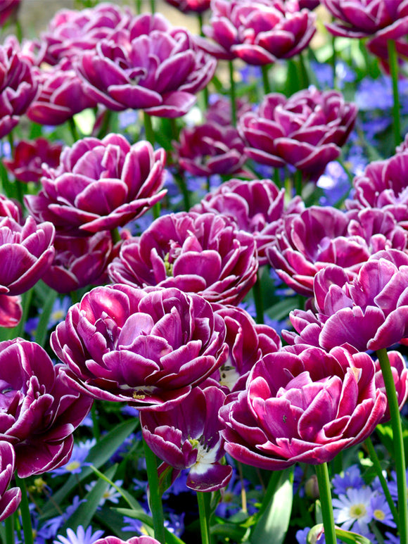 Tulip Dream Touch Bulbs - UK delivery