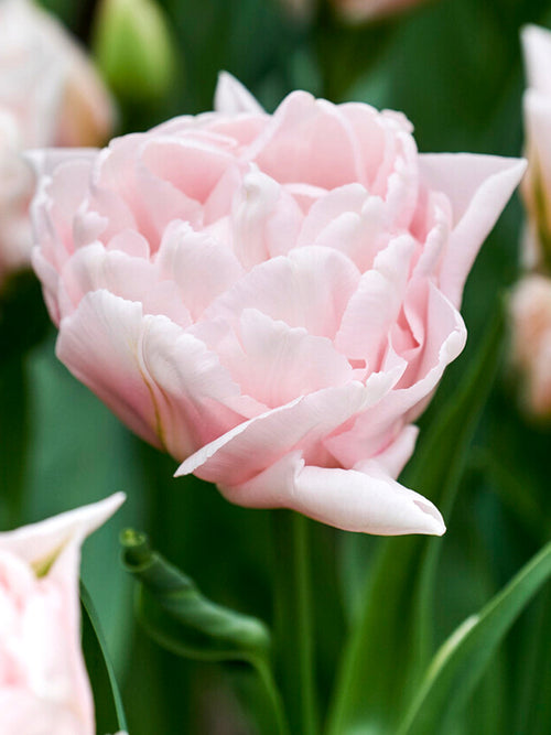 Best Pink Peony Tulip Dreamer® UK delivery
