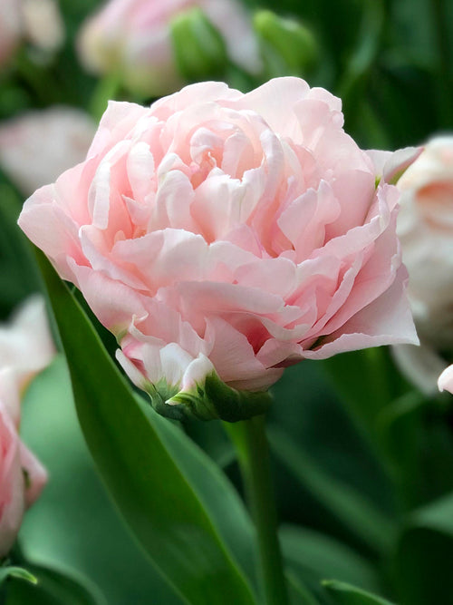 Best Pink Peony Tulip Dreamer®