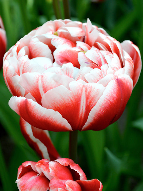 Drumline Tulip Bulbs shipping to the UK