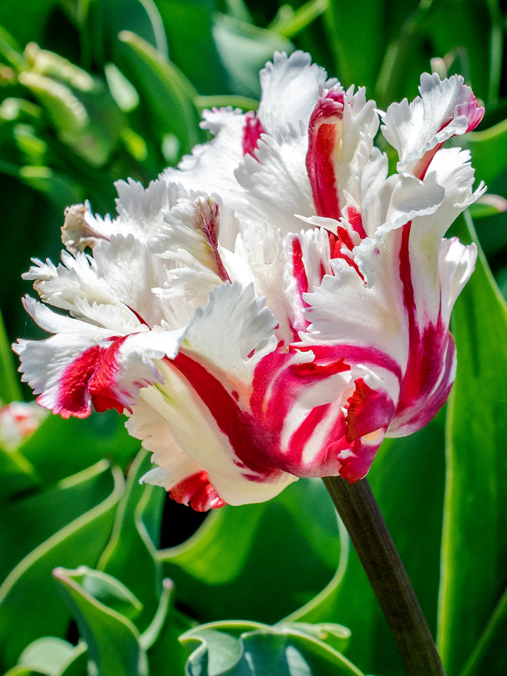 Tulip Bulbs 'Estella Rijnveld' | DutchGrown™