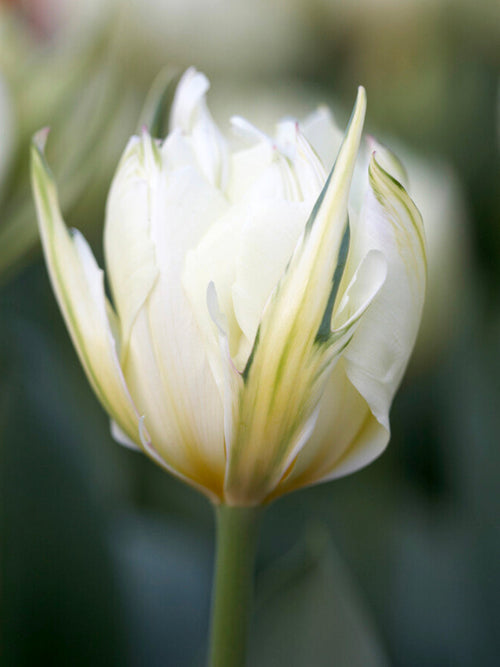 Tulip Exotic Emperor Flower Bulbs UK Shipping