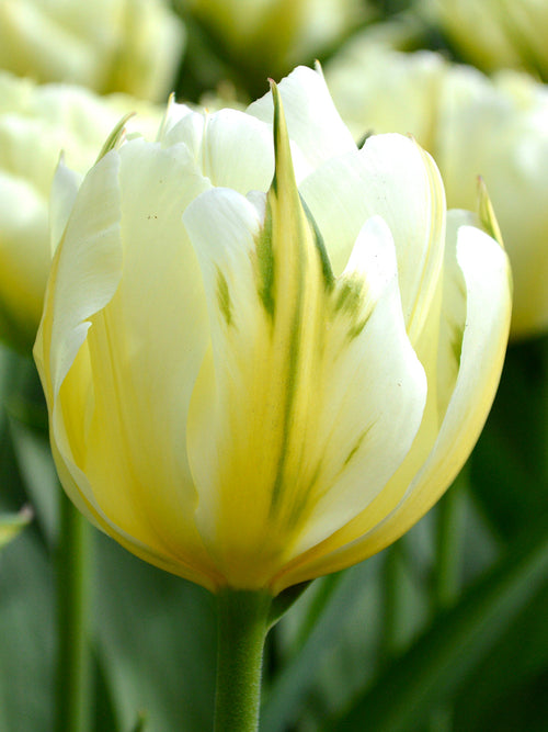 Tulip Bulbs Exotic Emperor UK delivery
