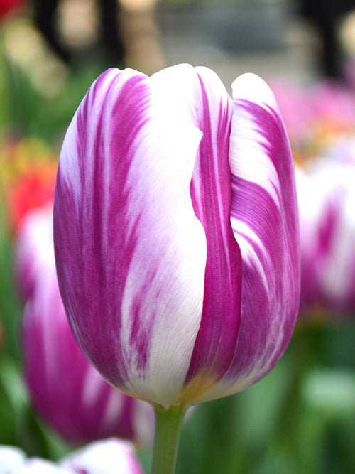 Tulip Bulbs - Flaming flag - UK delivery