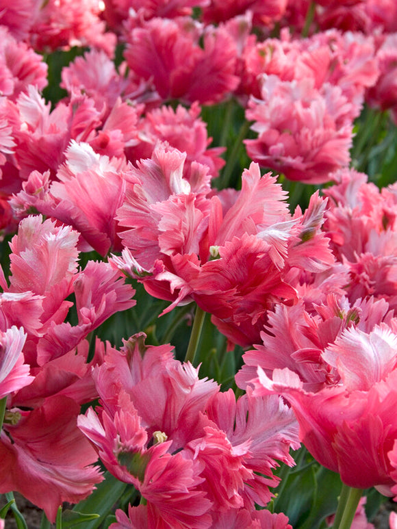 Buy Tulip Flamingo Queen Flower Bulbs