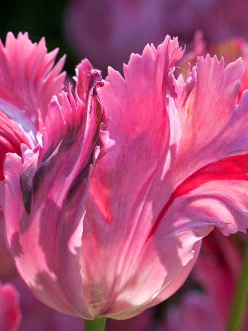 Tulip Flamingo Queen Bulbs