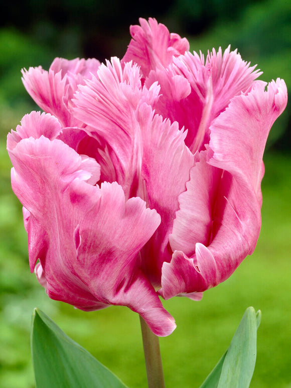 Tulip Flamingo Queen