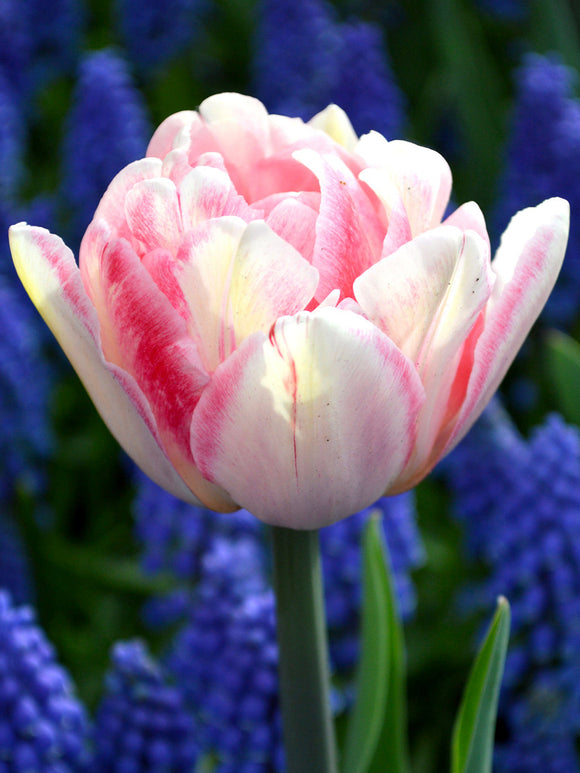Tulip Bulbs Foxtrot