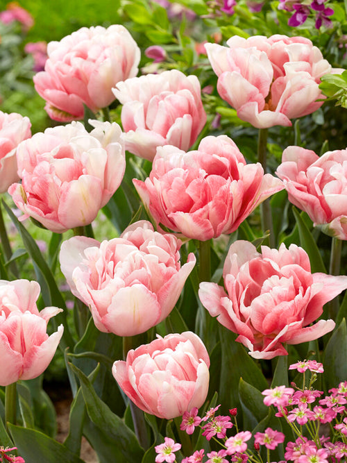 Double Pink Peony Tulip Foxtrot