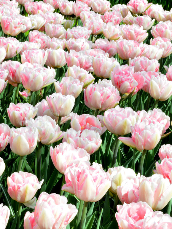 Tulip Flower Bulbs - Foxtrot Pink from Holland