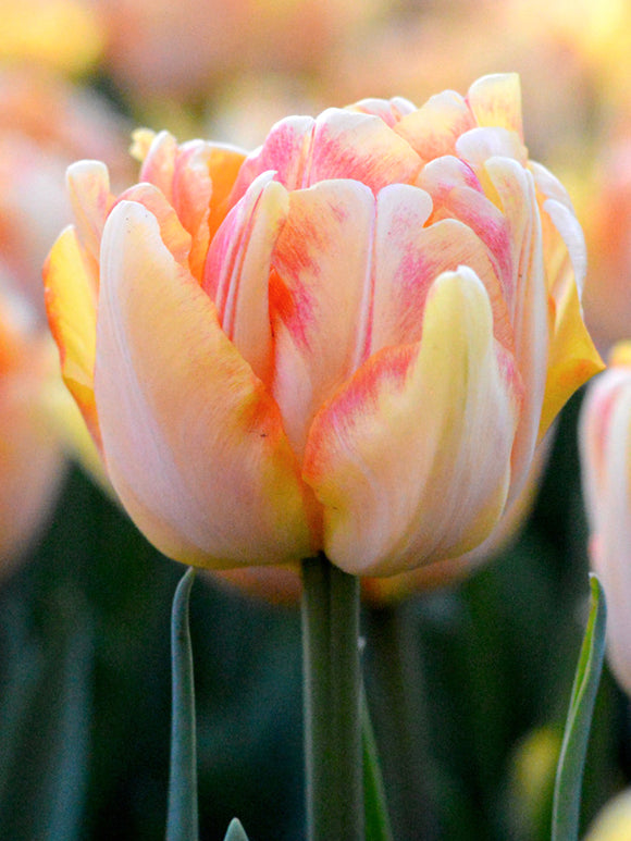 Double Tulips Flower Bulbs